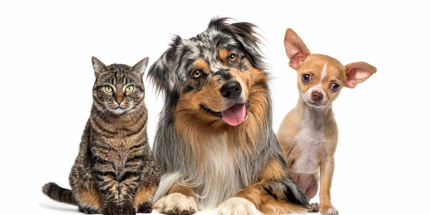 Protection for pet owners