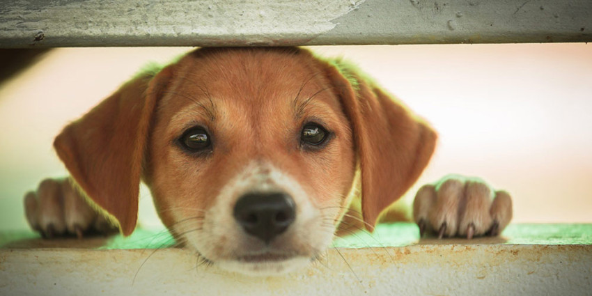 Stop Puppy Farming