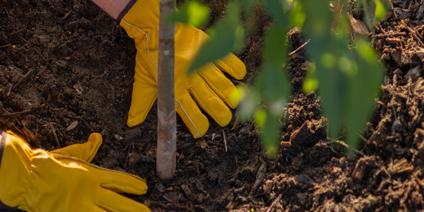 ServiceWA WA Tree Recovery Program