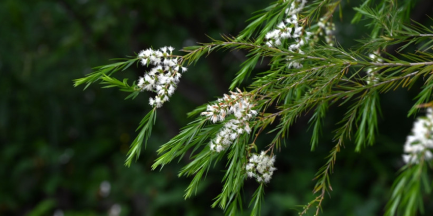 Tree with white flower