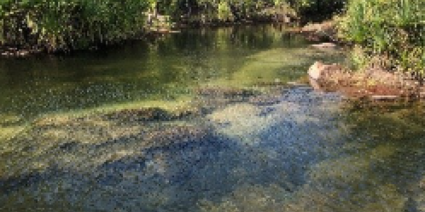 Shallow creek with clear water, rocks, and lush green vegetation.
