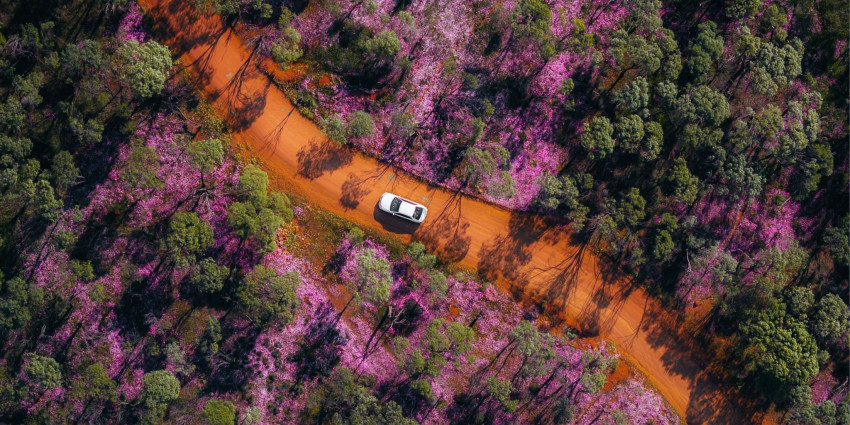 overhead shot of a car driving on a dirt road. beside the road are trees and native purple flowers
