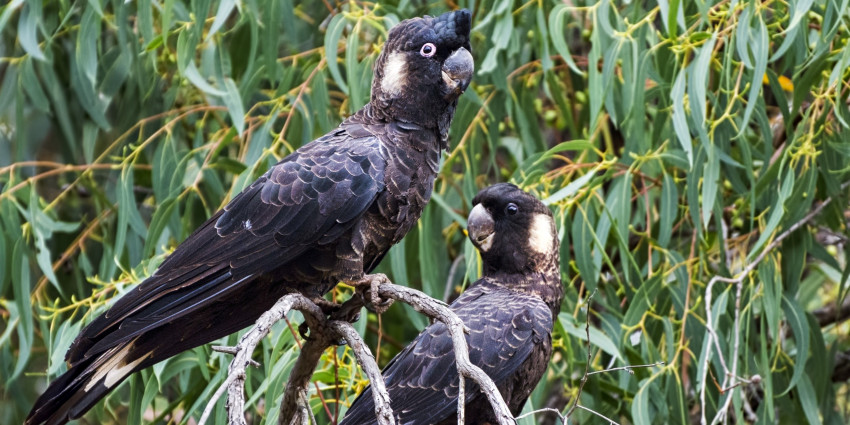 Two black cockatoos perched on tree branches among green eucalyptus foliage.