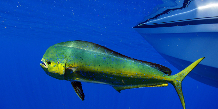 New research is targeting mahi mahi, commonly known as dolphinfish, to support the popular Fish Aggregating Devices (FADs) program.