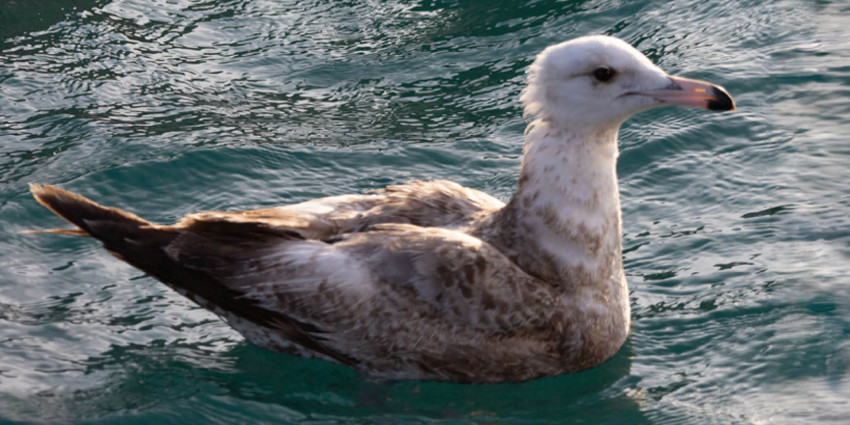 Close up image of a seagull floating in the ocean 