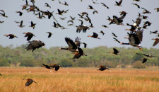 photo of ducks flying 