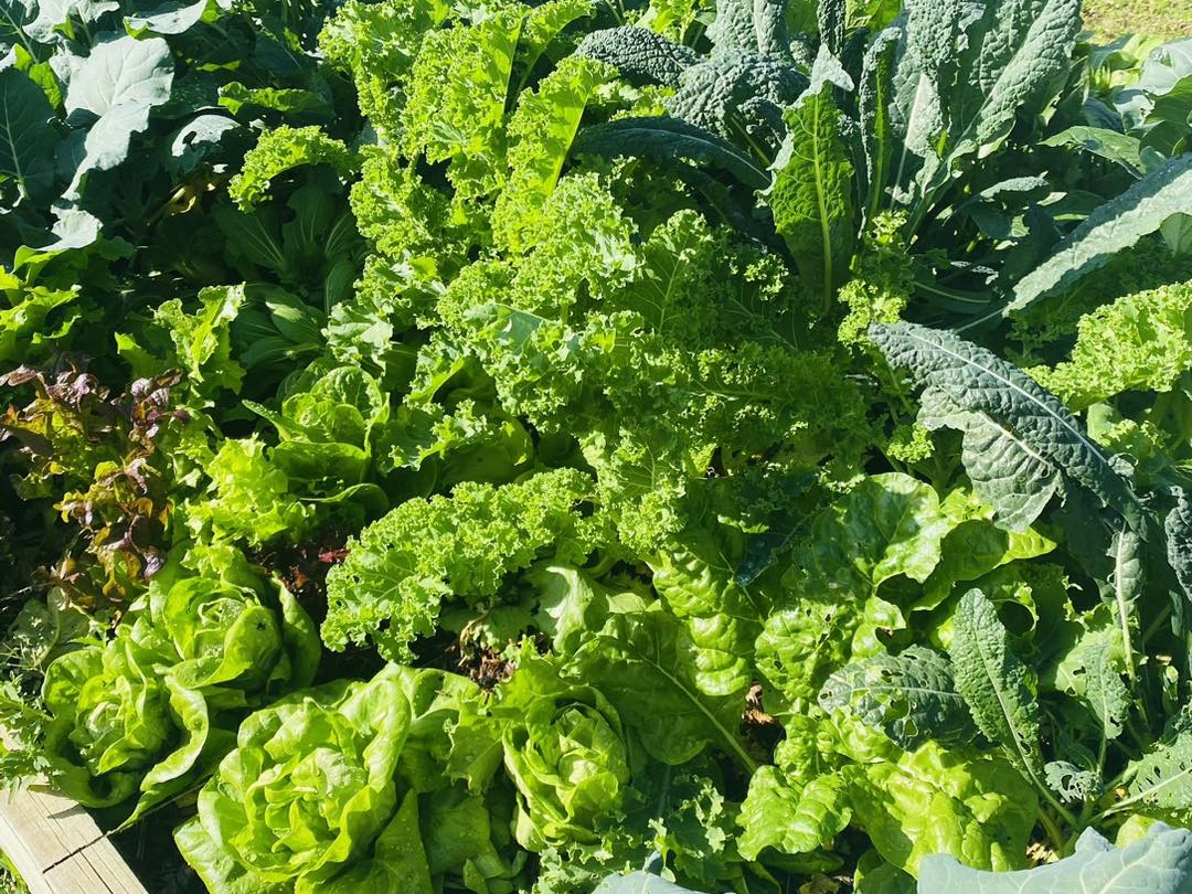 photo of a garden bed with vegetables growing