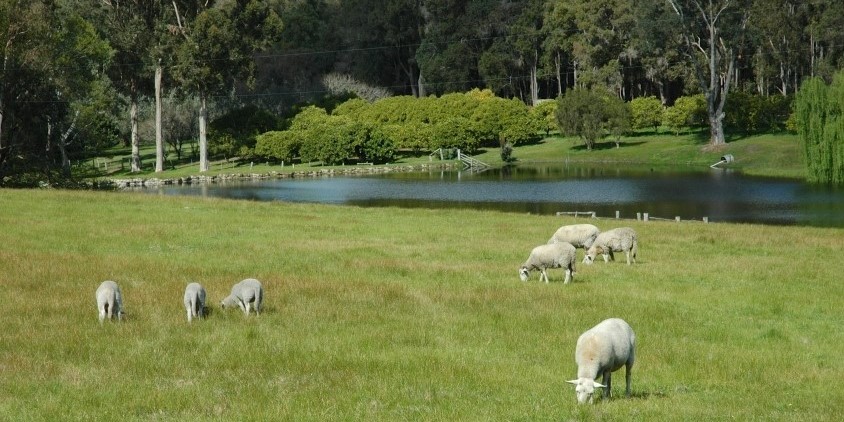 Photo of sheep farm